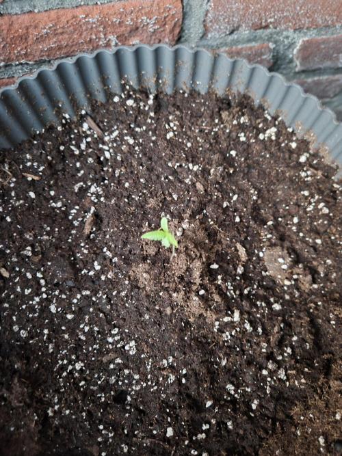 Kerosene Krash Autoflower. Week 1