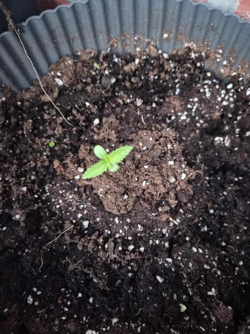 Kerosene Krash Autoflower. Week 1