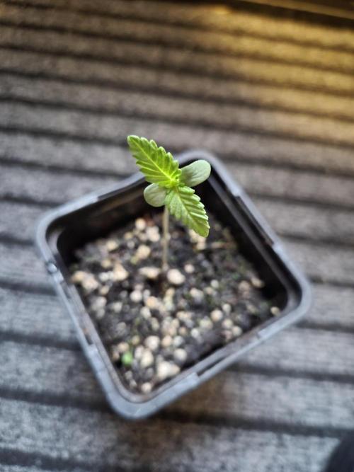 Red Tropicana Autoflower. Week 1