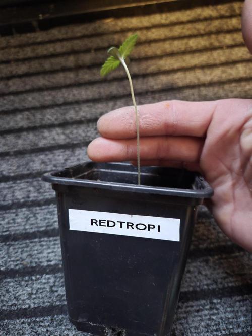 Red Tropicana Autoflower. Week 1