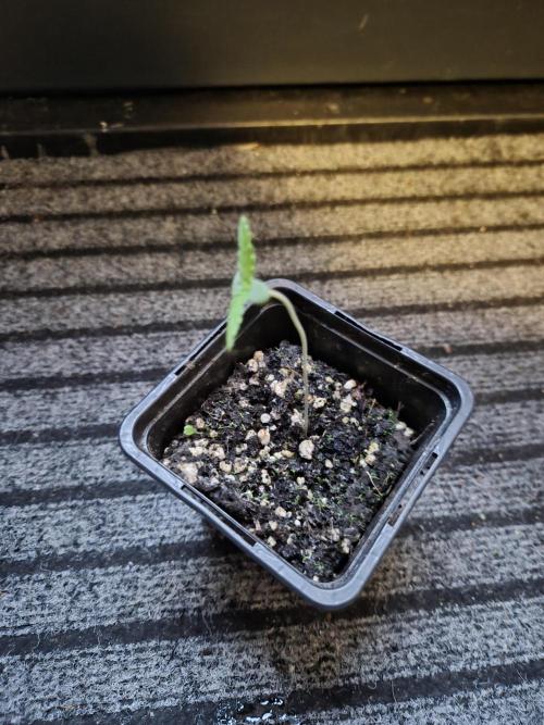 Red Tropicana Autoflower. Week 1