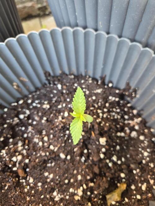 Red Tropicana Autoflower. Week 2