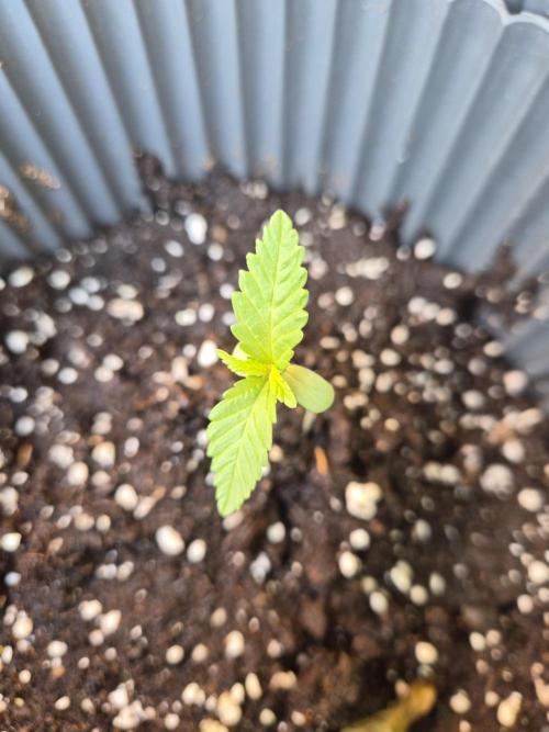 Red Tropicana Autoflower. Week 2