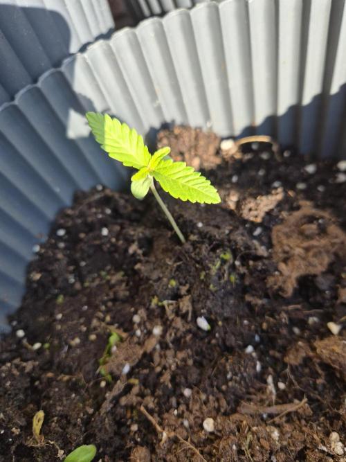 Red Tropicana Autoflower. Week 2