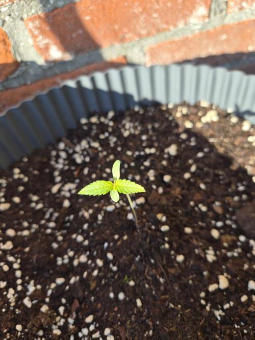 Kerosene Krash Autoflower. Week 2