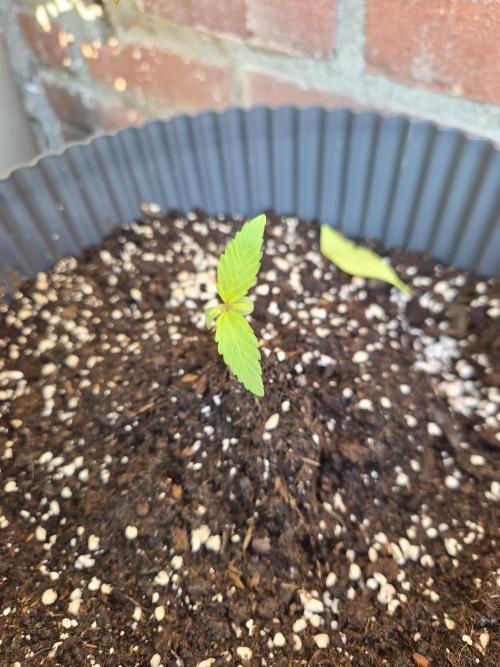 Kerosene Krash Autoflower. Week 2