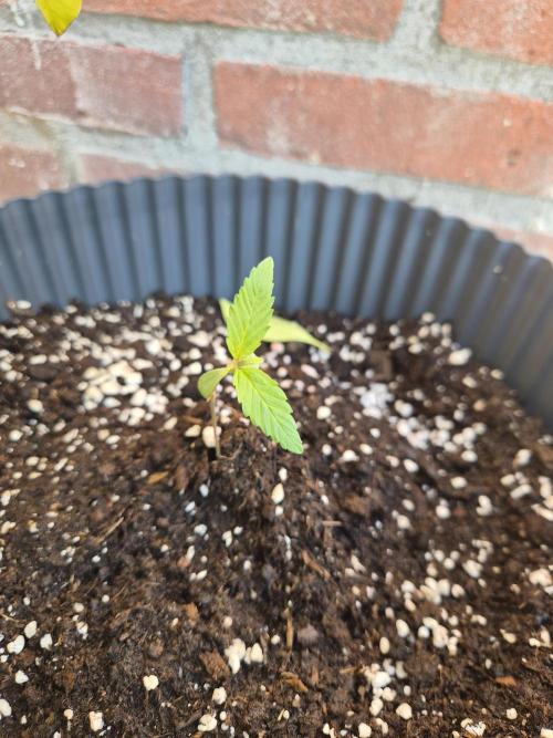 Kerosene Krash Autoflower. Week 2