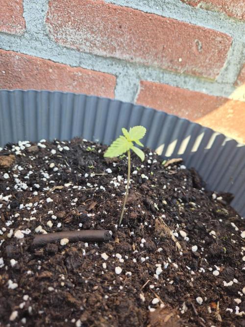 Kerosene Krash Autoflower. Week 2