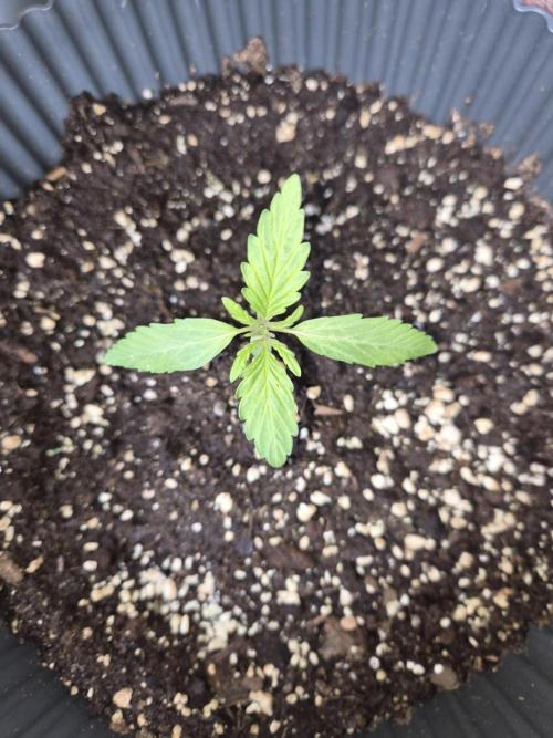 Kerosene Krash Autoflower. Week 3