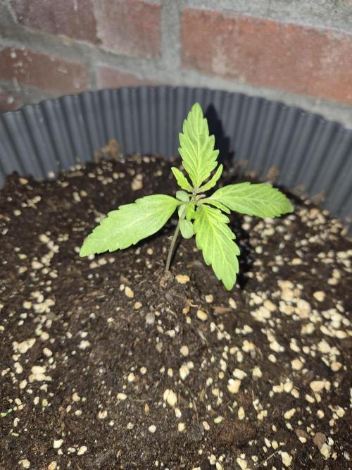 Kerosene Krash Autoflower. Week 3