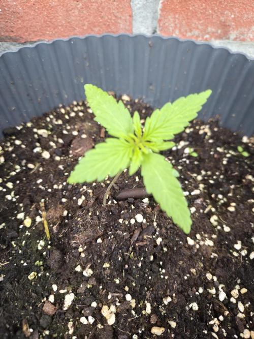 Kerosene Krash Autoflower. Week 3