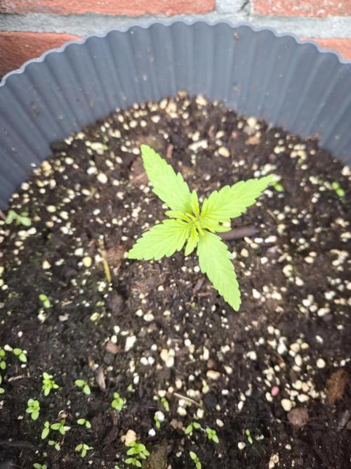 Kerosene Krash Autoflower. Week 3