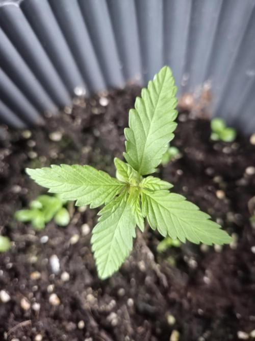 Red Tropicana Autoflower. Week 3