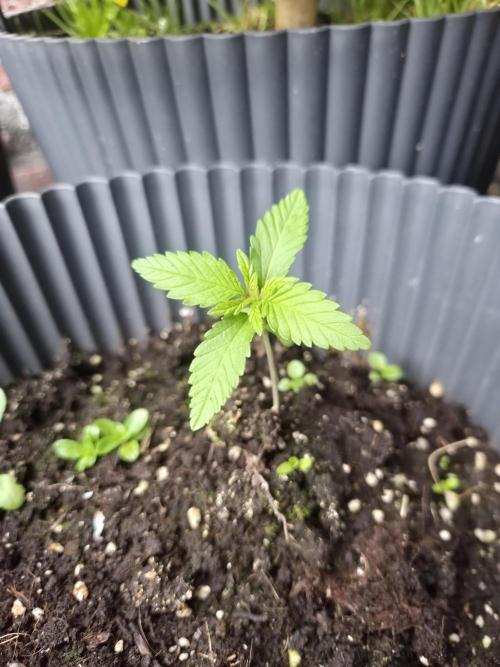 Red Tropicana Autoflower. Week 3