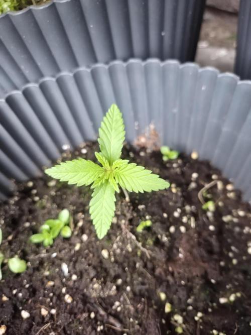 Red Tropicana Autoflower. Week 3