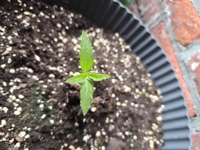 Red Tropicana Autoflower. Week 3