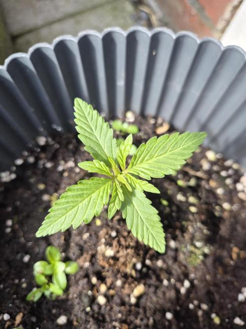 Red Tropicana Autoflower. Week 4