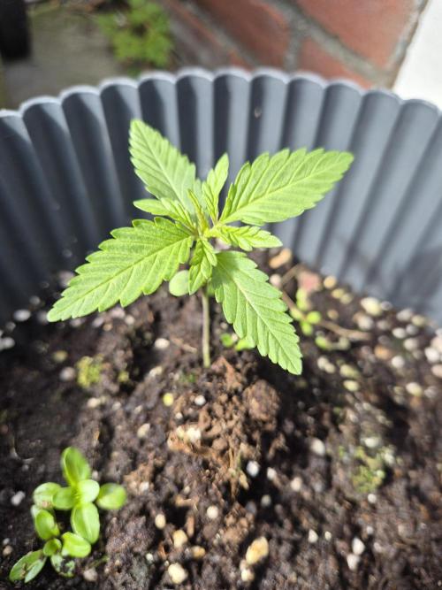 Red Tropicana Autoflower. Week 4