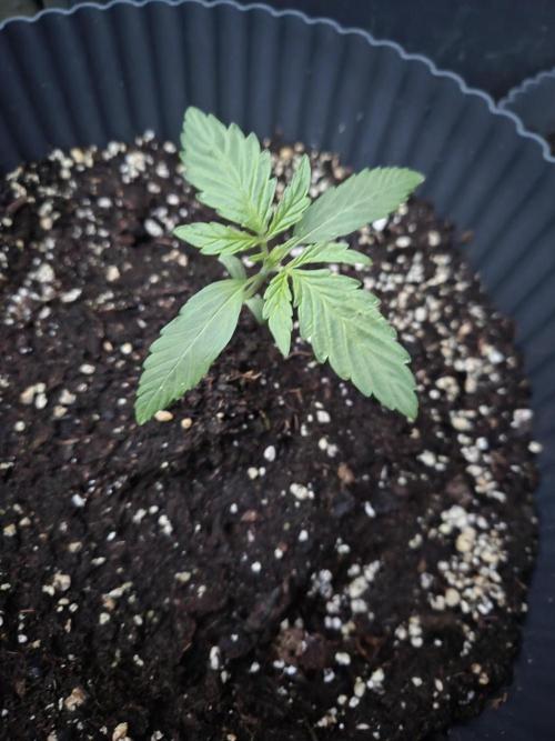 Kerosene Krash Autoflower. Week 4