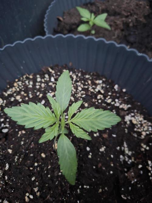 Kerosene Krash Autoflower. Week 4