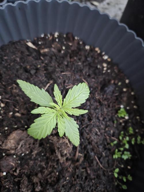 Kerosene Krash Autoflower. Week 4