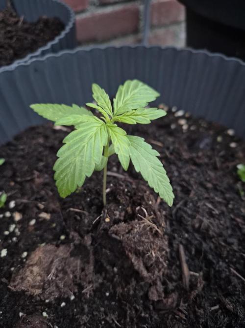Auto Kerosene Krash. Week 4