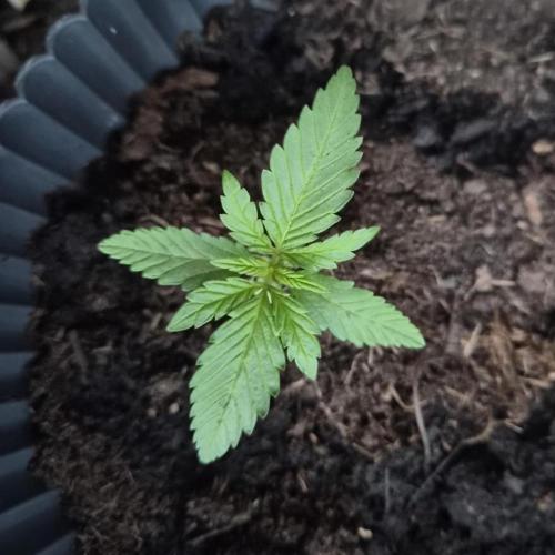 Red Tropicana Autoflower. Week 4