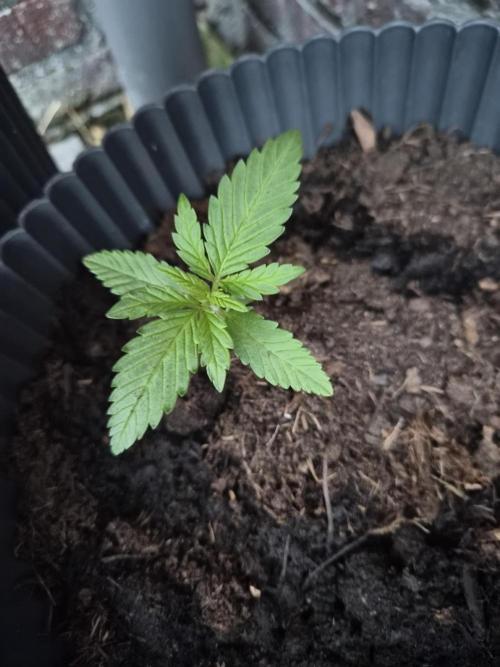 Red Tropicana Autoflower. Week 4
