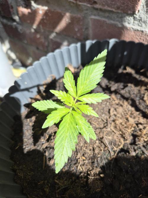 Red Tropicana Autoflower. Week 5