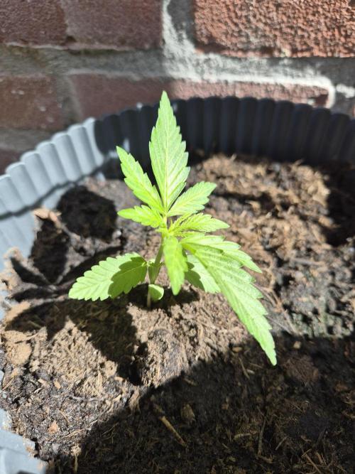 Red Tropicana Autoflower. Week 5