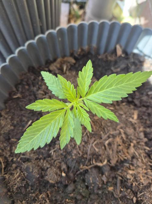 Red Tropicana Autoflower. Week 5
