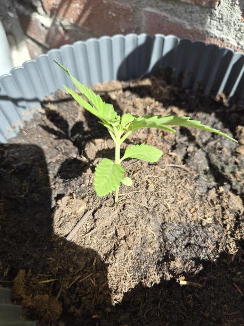 Red Tropicana Autoflower. Week 5