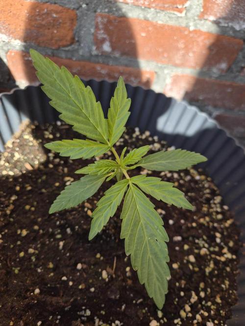 Kerosene Krash Autoflower. Week 5