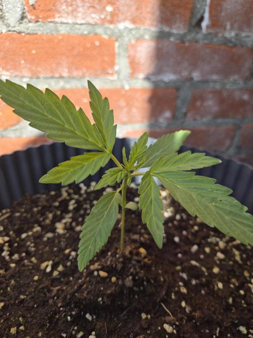 Kerosene Krash Autoflower. Week 5