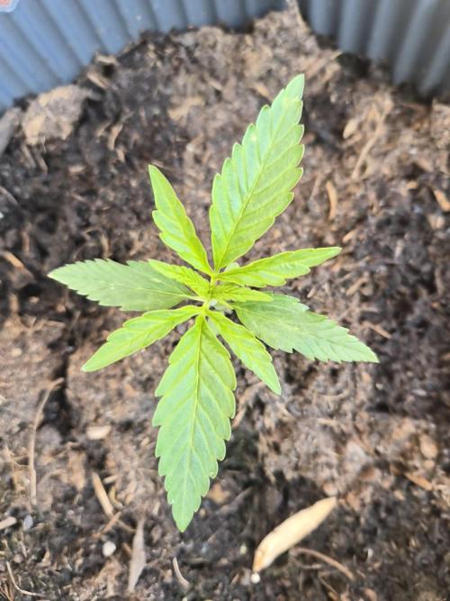 Kerosene Krash Autoflower. Week 5