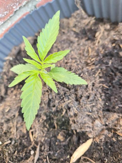 Kerosene Krash Autoflower. Week 5