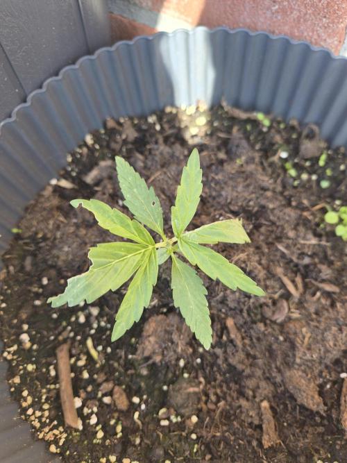 Kerosene Krash Autoflower. Week 5