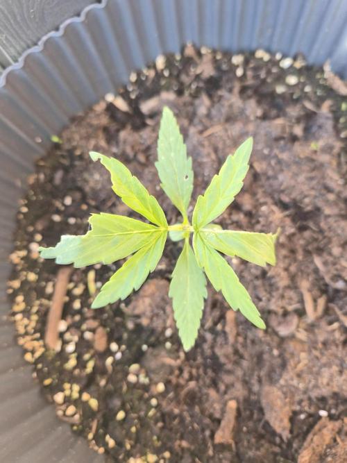 Auto Kerosene Krash. Week 5