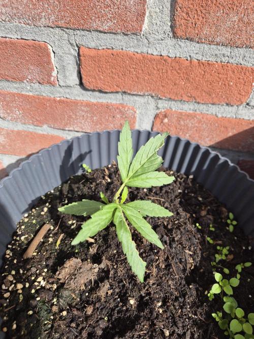 Kerosene Krash Autoflower. Week 6