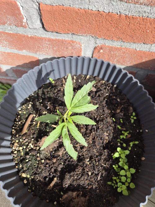 Kerosene Krash Autoflower. Week 6