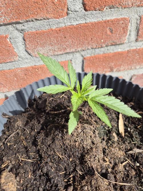 Kerosene Krash Autoflower. Week 6