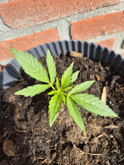 Kerosene Krash Autoflower. Week 6