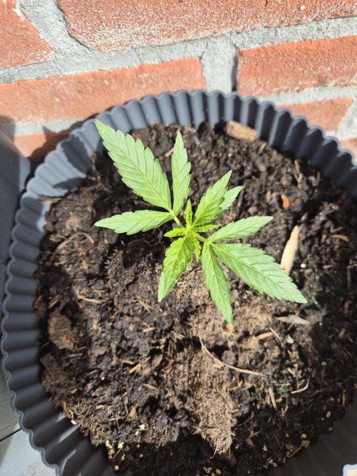 Kerosene Krash Autoflower. Week 6