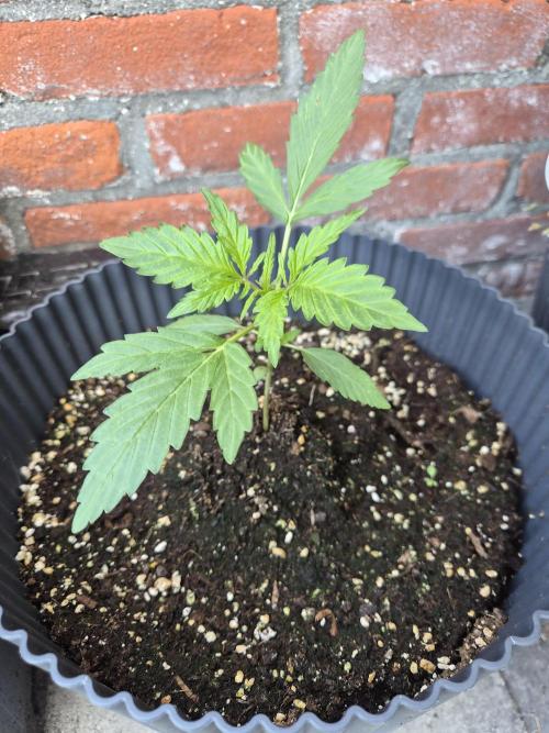 Kerosene Krash Autoflower. Week 6