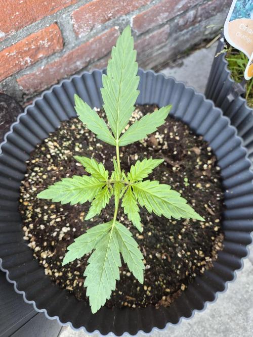 Auto Kerosene Krash. Week 6
