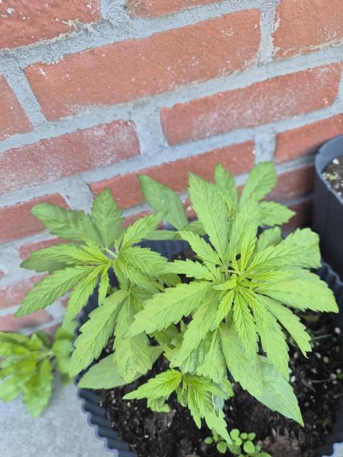 Kerosene Krash Autoflower. Week 7