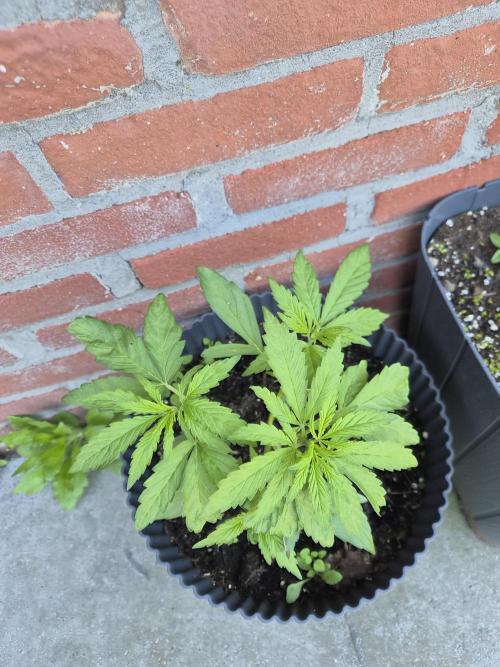 Kerosene Krash Autoflower. Week 7