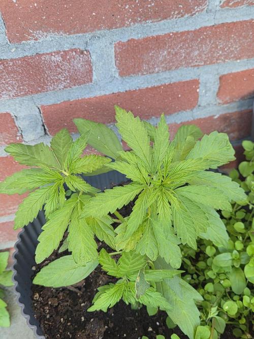 Kerosene Krash Autoflower. Week 7