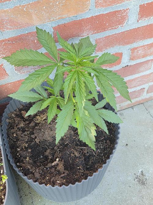 Kerosene Krash Autoflower. Week 7