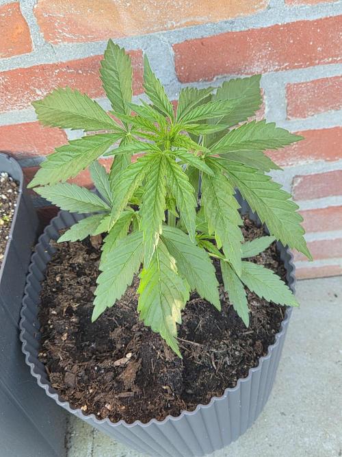 Kerosene Krash Autoflower. Week 7